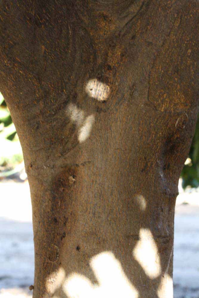              Bark (Palmer, Riverside, CA)       